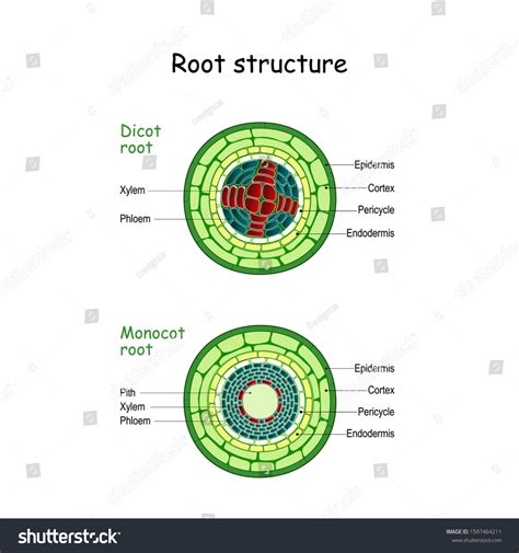 Cross Section Of Monocot Root