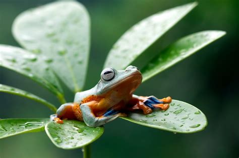 Premium Photo | Four javan tree frog sitting on branch