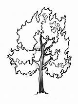 Trees coloring Pages Download And Print trees sketch template