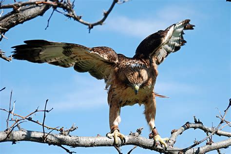 Red Tailed Hawk Wings Spread Photograph by Katherine Nutt - Pixels