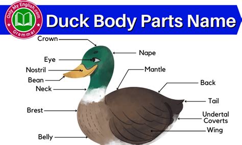 Duck Body Parts Name with Diagram » Onlymyenglish.com