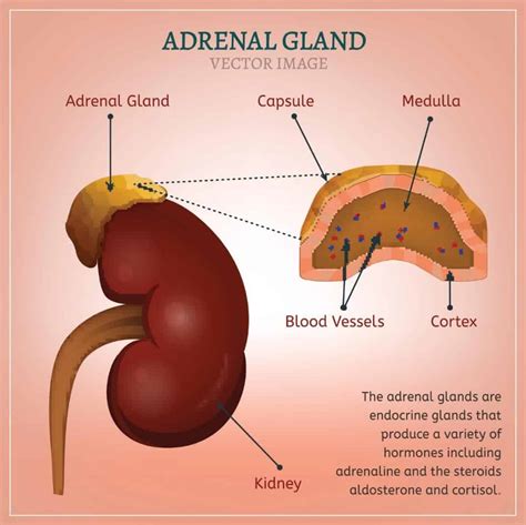 Adrenal Fatigue – Is Adrenal Fatigue Real? (UPDATE: 2017) | 5 Things You Need to Know