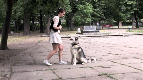 Siberian husky training - YouTube