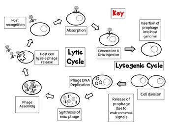 Virus Reproduction Cycles - Lytic and Lysogenic | TPT