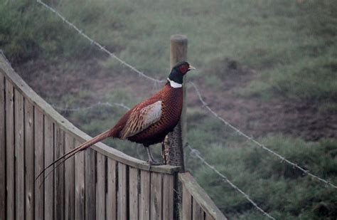 Bird Countryside Wildlife Rural Fauna Image Free Photo