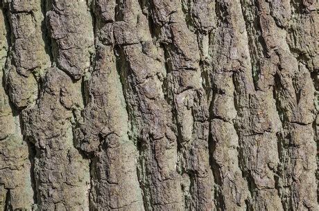 20 Bark of an oak tree Stock Pictures, Editorial Images and Stock Photos | Shutterstock