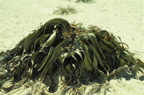 Welwitschia mirabilis (Welwitschiaceae) image 4058 at PlantSystematics.org