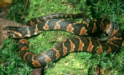 Southern or Banded Watersnake