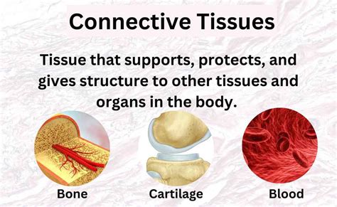 Connective Tissue Types Loose