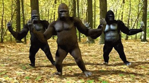 Gorillas Dancing GIFs - Find & Share on GIPHY