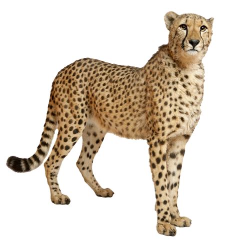 Cheetah Png File Transparent HQ PNG Download | FreePNGimg