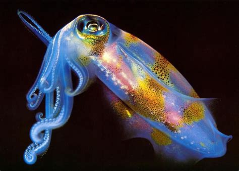 an underwater squid is glowing in the dark