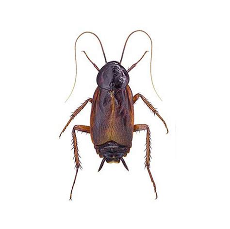 Oriental Cockroach Identification & Info | Bug Out - Pest Control and Extermination Services