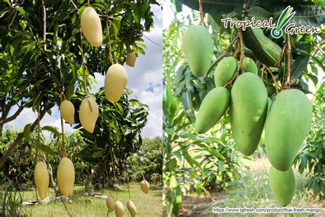 Thailand’s special climate gives all year round mango harvest | Tropical Green