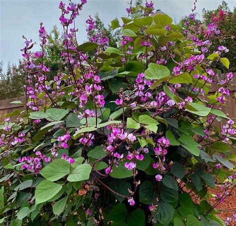 Purple Hyacinth Bean Vine Fragrant Dolichos lablab - 10 Seeds