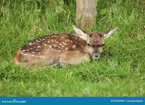 Baby Fallow Deer stock image. Image of comfort, close - 32553985