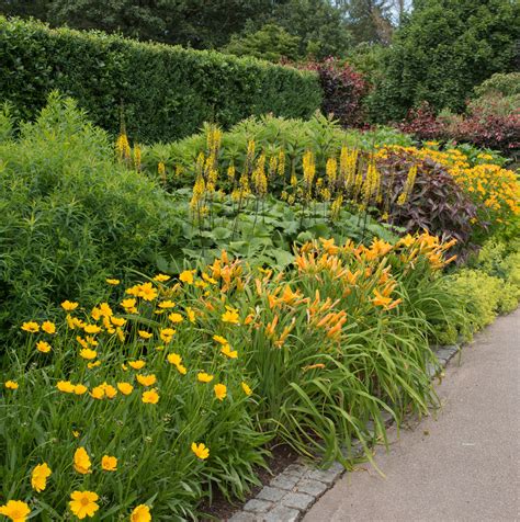 5 Tips for Growing Daylilies