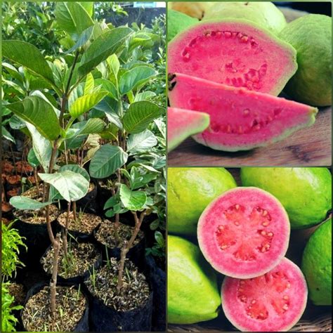 Jual Bibit Jambu Merah Buah Jambu Biji Pohon Jambu Merah Bibit Jambu Biji Pohon Jambu Biji ...