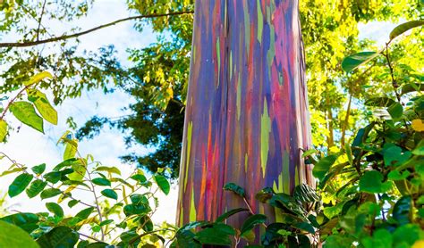 The Unique Rainbow Eucalyptus Tree from Indonesia - Wisata Diary