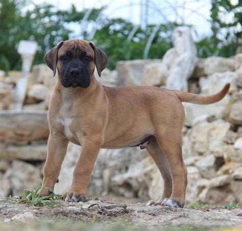 Boerboel Puppies for sale | Mascot Millenium Boerboel Breeder