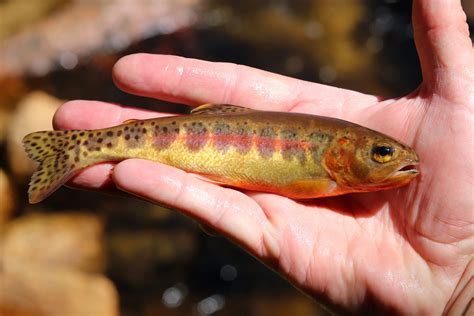 California Golden Trout