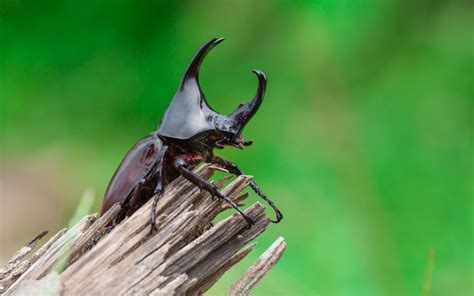 Rhinoceros Beetle