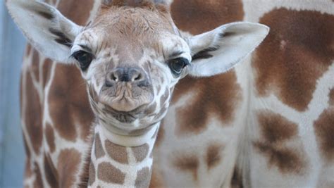 The 35 Cutest Zoo Babies of 2012 | Budget Travel