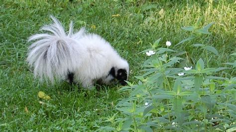 Lansing man gets second chance with rare skunk