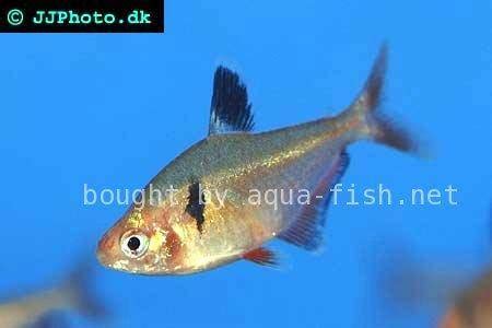 Serpae Tetra (Hyphessobrycon serpae) - Care, Feeding, Breeding, and ...