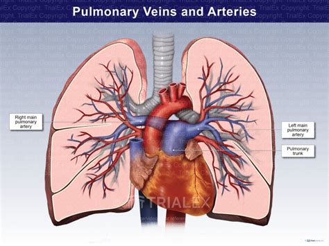 Pulmonary Veins and Arteries - TrialQuest Inc.