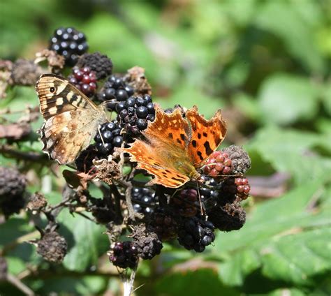 Comma Butterfly | Andrew Binns | Flickr