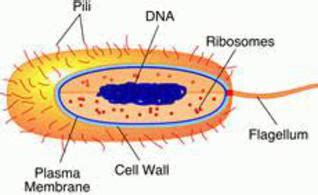 Prokaryotic Cell Parts, Functions & Diagram