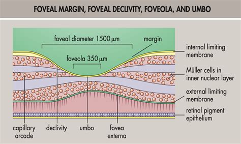 The different regions of the macula