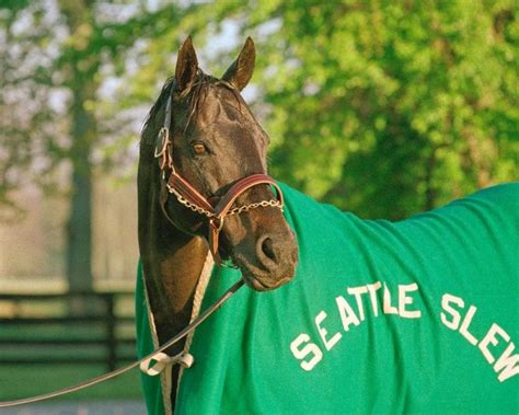 Seattle Slew in Blanket | Seattle slew, Thoroughbred horse racing, Horses