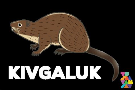 Muskrat GIFs - Get the best GIF on GIPHY