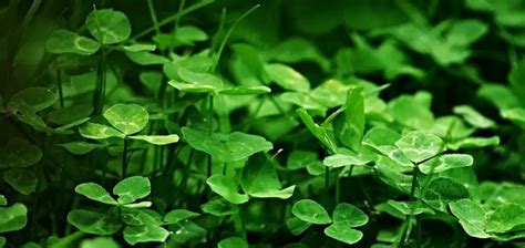 Weeds That Look Like Clover (with pictures) – Care for Your Lawn