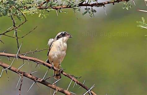 a small bird perched on top of a tree branch