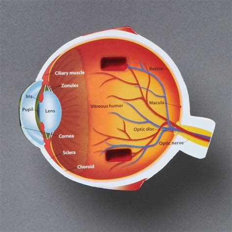 Montessori Materials: Cross Section Eye Model