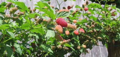 How to manage a Loganberry plant