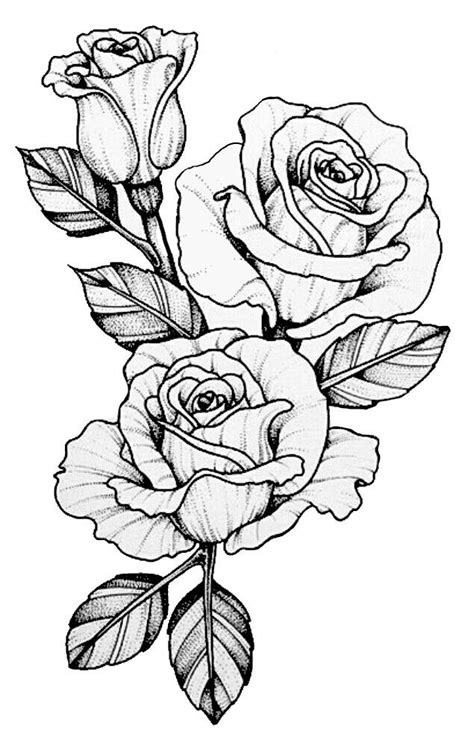 Pin by Miguelita Moore on Rose drawings | Beautiful flower drawings ...