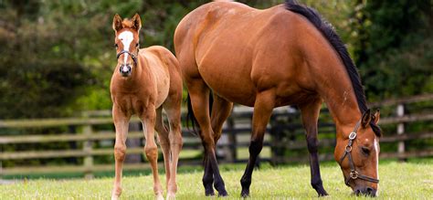 Thoroughbred Breeding | Pinkham Equine Vets