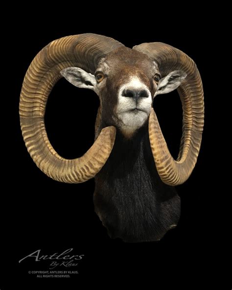 Mouflon Sheep - Antlers by Klaus