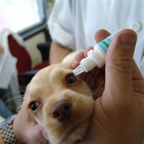 What Causes a Dog Eye Infection?