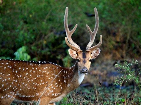 05 Nights/06 Days Karnataka Wildlife Tour, Jungle Delight Tour Packages