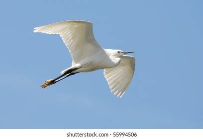 Flying Little Egret Stock Photo 55994506 | Shutterstock