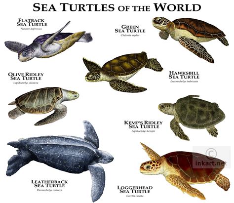 Sea Turtles of the World | Fine art illustration of all exta… | Flickr