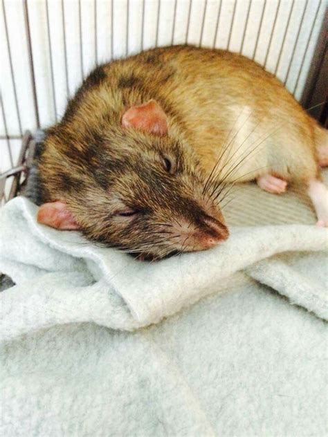 Dumbo Rat with gorgeous markings ! | Dumbo rat, Cute rats, Funny rats