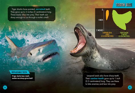 Tiger Shark vs. Leopard Seal - Bellwether Media, Inc.