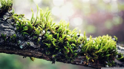 Moss HD wallpaper | 1920x1080 | #31025