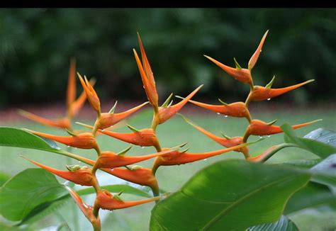 HELICONIA Latispatha Orange Gyro Tropical Live Rhizome Stalk. - Etsy